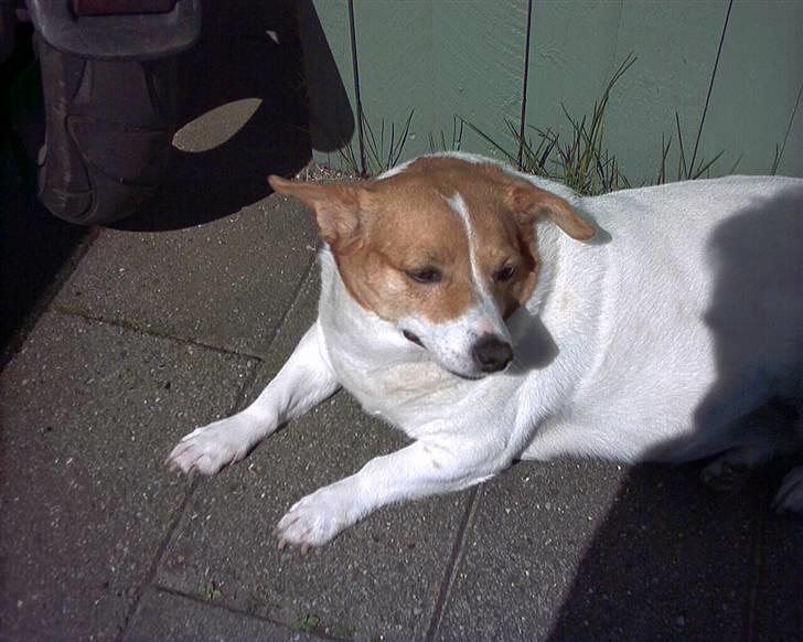 Blanding af racer Mala "Himmelhund"  R.I.P. - Sidste billede af Mala, blev aflivet en time efter dette billede. Vrææææl. Savnet for evigt. billede 1