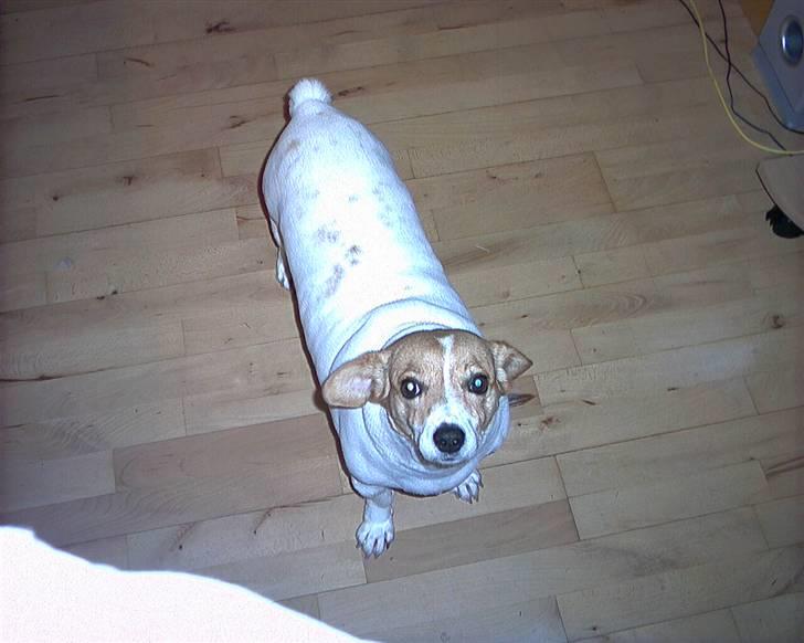 Blanding af racer Mala "Himmelhund"  R.I.P. billede 2
