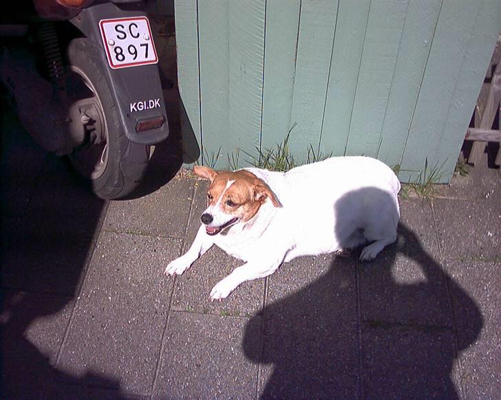 Blanding af racer Mala "Himmelhund"  R.I.P. billede 3