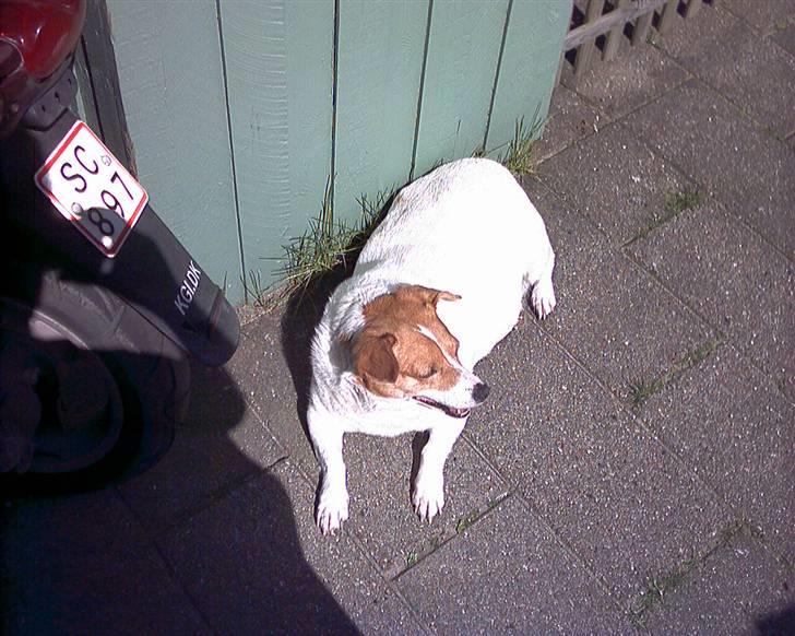 Blanding af racer Mala "Himmelhund"  R.I.P. billede 5