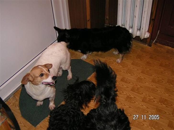 Blanding af racer Mala "Himmelhund"  R.I.P. billede 7