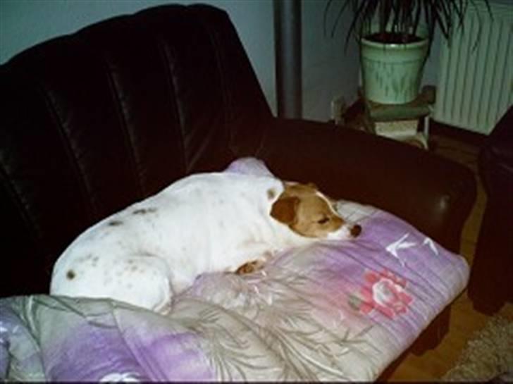 Blanding af racer Mala "Himmelhund"  R.I.P. billede 8