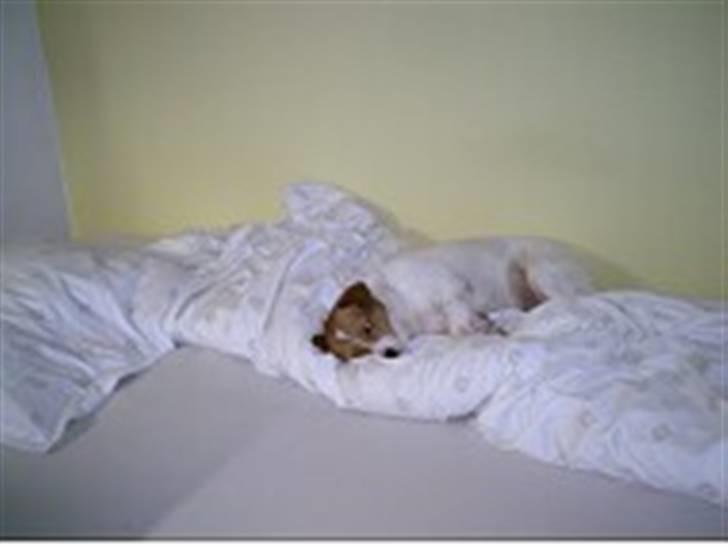 Blanding af racer Mala "Himmelhund"  R.I.P. billede 9