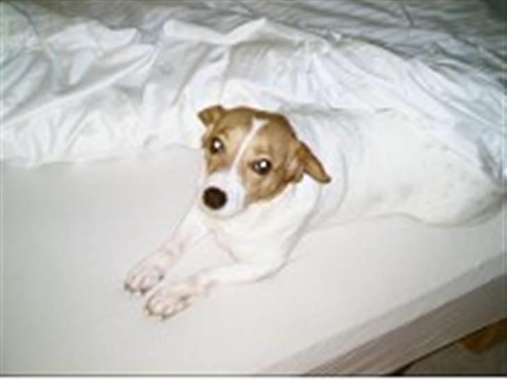 Blanding af racer Mala "Himmelhund"  R.I.P. billede 10