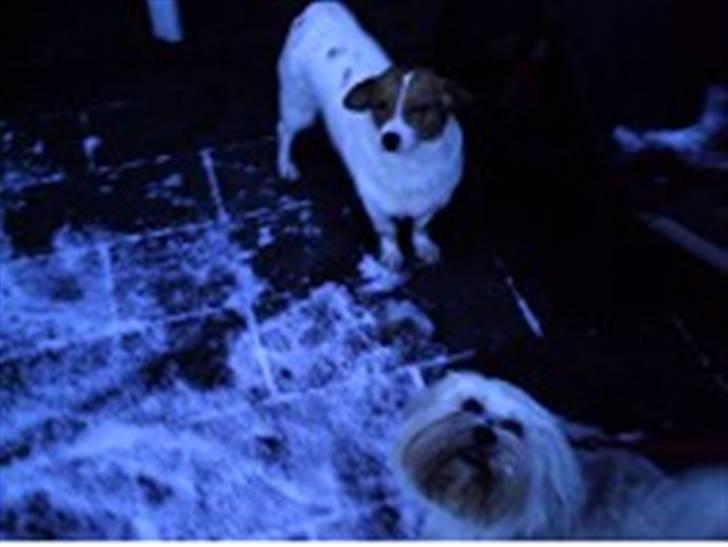 Blanding af racer Mala "Himmelhund"  R.I.P. billede 12