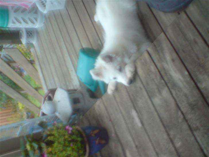 Blanding af racer dansk spids og samojede billede 8