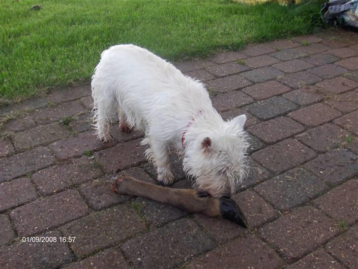 West highland white terrier KIKI - se! - hvad jeg fandt for enden af blodsporet... billede 18