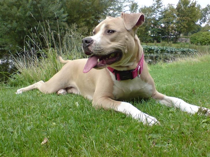 Amerikansk staffordshire terrier Freja billede 7