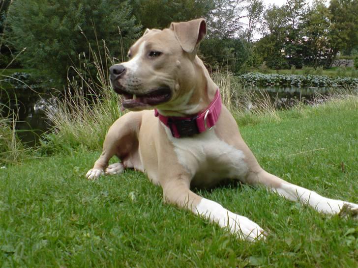 Amerikansk staffordshire terrier Freja billede 8