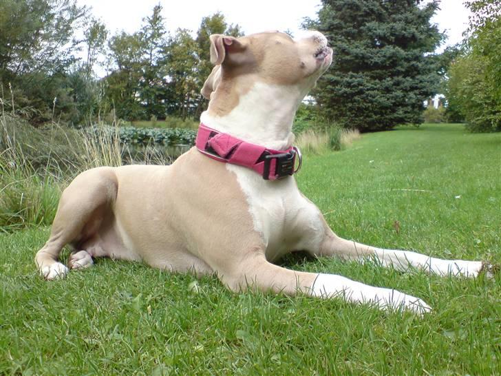 Amerikansk staffordshire terrier Freja billede 9