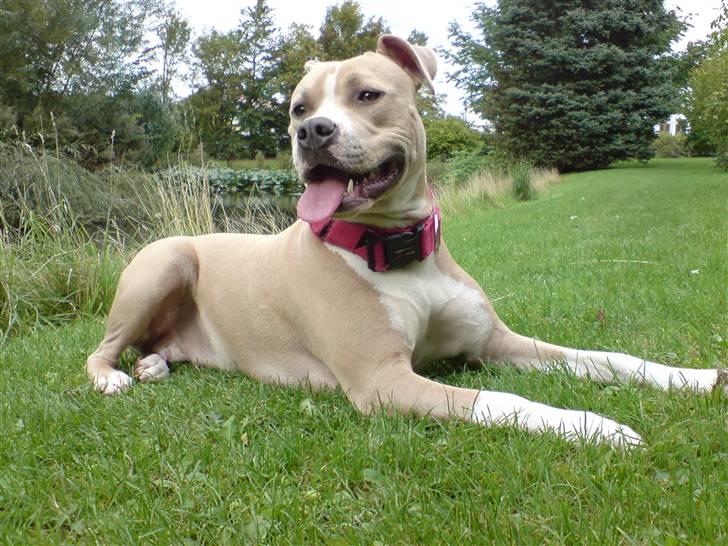 Amerikansk staffordshire terrier Freja billede 10