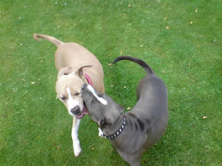 Amerikansk staffordshire terrier Freja - den blå er min kammerats hund. (King) billede 11