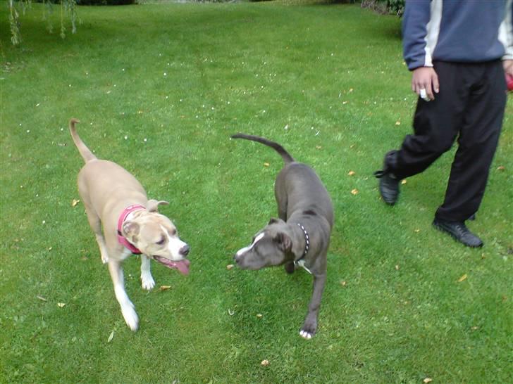 Amerikansk staffordshire terrier Freja billede 12