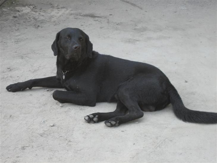 Labrador retriever Jensen R.I.P billede 1
