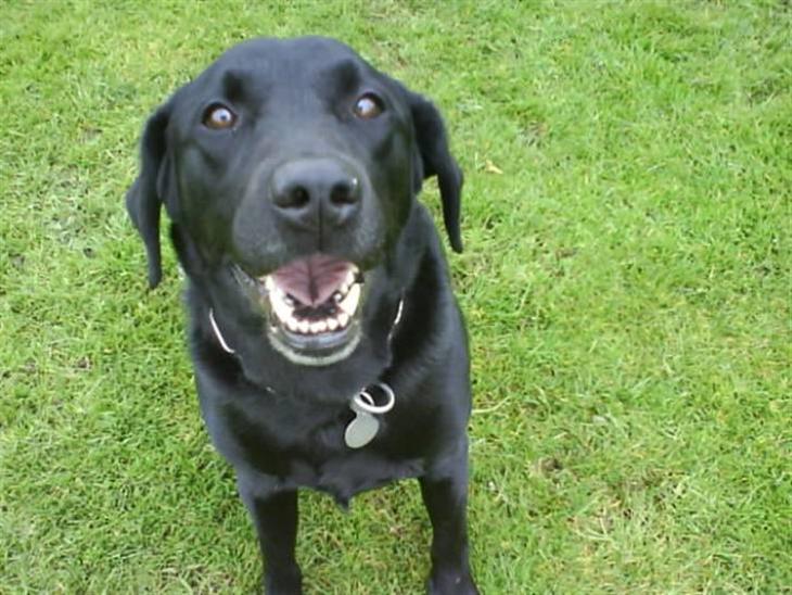 Labrador retriever Bubber R.I.P. billede 1