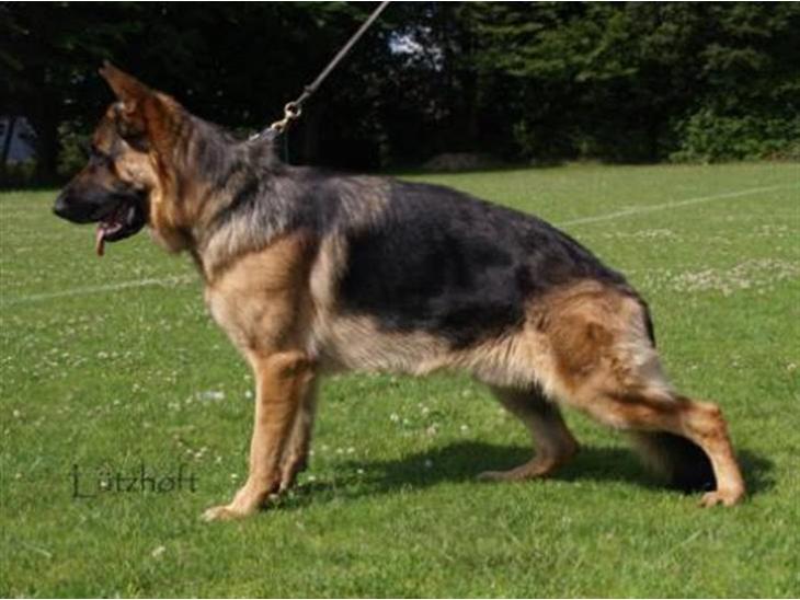 Schæferhund Janki Zarko R.I.P billede 1