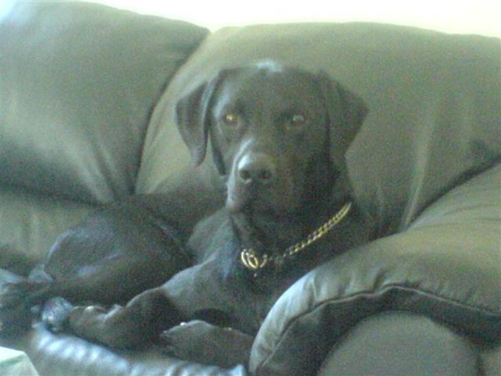 Blanding af racer Eddie - Sådan ser han så ud idag :) stor dreng billede 1