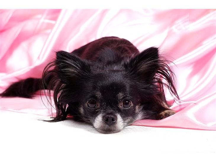 Chihuahua Mulle billede 1