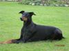 Dobermann Gabi