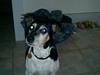 Dansk svensk gaardhund Snubbi R.I.P