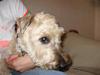 Irish softcoated wheaten terrier Fiddik *DØD*