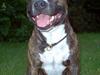 Amerikansk staffordshire terrier Dingo