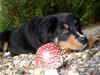 Berner sennenhund Rex