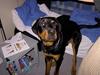 Rottweiler Don