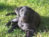 Labrador retriever Brårup´s Prins Pavlos