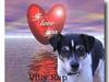 Dansk svensk gaardhund Villy Rap ¤ 22 febr.2006¤ [ Himmelhund]