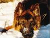 Schæferhund Noah [ Himmelhund]