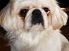 Pekingeser Snow (død)