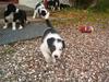 Border collie Kali