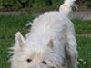 West highland white terrier Basim *Himmelhund*