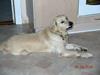 Golden retriever Hercules