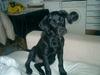 Labrador retriever Bine *DØD*