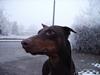 Dobermann Bimse