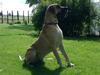 Grand danois Drew Vincent´s Mars [ Himmelhund]