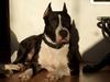 Amerikansk staffordshire terrier zally