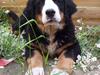 Berner sennenhund Gloria (Død april 2013) [ Himmelhund]