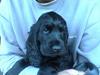 Cocker spaniel *Olsen