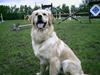 Golden retriever Snoop