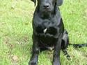 Labrador retriever tiko