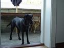 Labrador retriever Merle