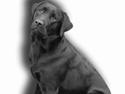 Labrador retriever Lau
