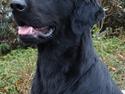 Flat coated retriever Charlie