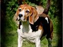 Beagle fidjii  *RIP*