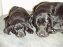 Labrador retriever Nala