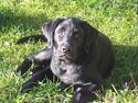 Labrador retriever Brårup´s Prins Pavlos
