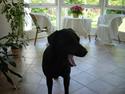 Labrador retriever Kira